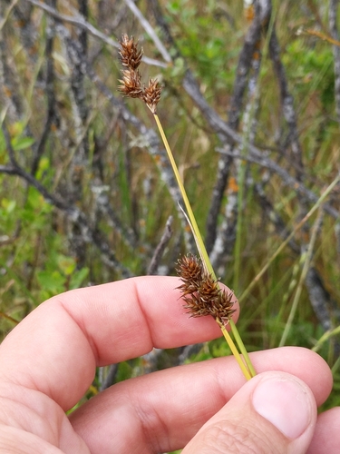 iNaturalist observation photo of true sedges