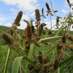 Cyperus thunbergii