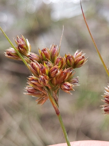 iNaturalist observation photo of Rushes