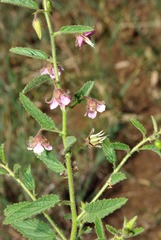 Image of Hermannia boraginiflora