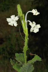Chascanum hederaceum var. natalense image