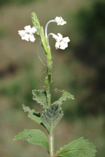 Chascanum hederaceum var. natalense image
