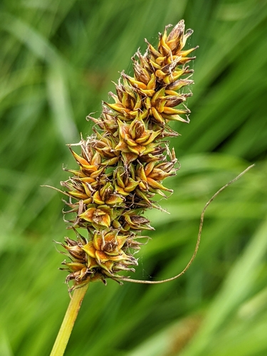 iNaturalist observation photo of dense sedge
