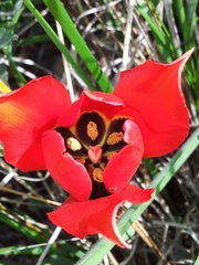 Tulipa agenensis