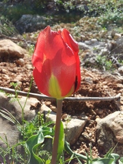 Tulipa agenensis