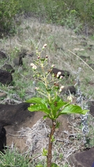 Rotheca