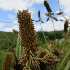 Cyperus thunbergii