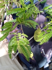 Albizia arenicola