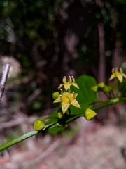 Berchemia discolor image