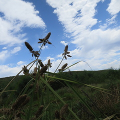 Cyperus thunbergii