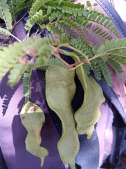 Albizia arenicola
