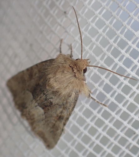 Middle-barred Minor, Graafland, Groot-Ammers, South Holland, NL, photo 9 of 10