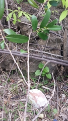 Cinnamosma fragrans image