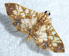 Synclera traducalis