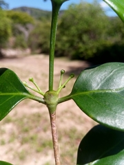 Peponidium