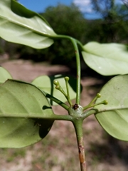 Peponidium