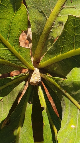 Foto de Peroba