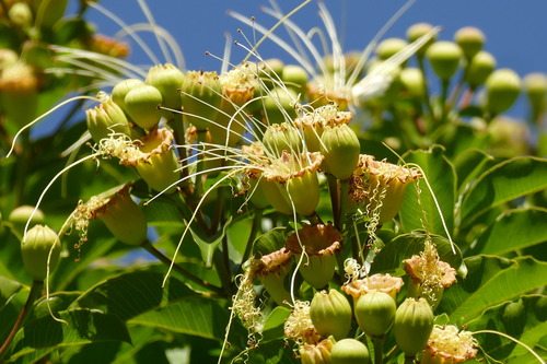 Lafoensia vandelliana
