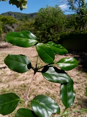 Peponidium