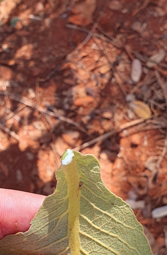 Foto de Peroba