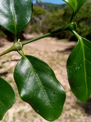 Peponidium