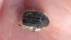 Tropinota squalida canariensis