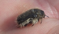 Tropinota squalida canariensis