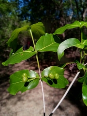 Pyrostria