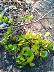 Dalbergia bracteolata image