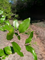 Coptosperma nigrescens