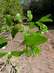 Coptosperma nigrescens
