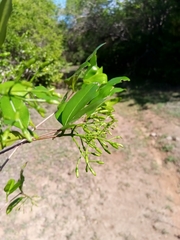 Coptosperma nigrescens