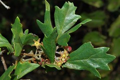 Rhoicissus tridentata subsp. cuneifolia image