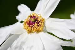 Argemone grandiflora