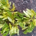 Dalbergia bracteolata - Photo 由 Andry.A.R 所上傳的 (c) Andry.A.R，保留部份權利CC BY-NC