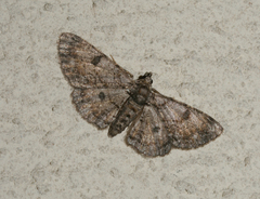 Orbamia octomaculata