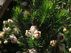Erica triflora