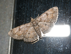 Orbamia octomaculata