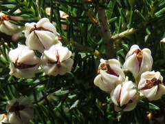 Erica triflora