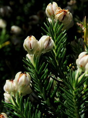 Erica triflora