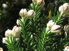 Erica triflora