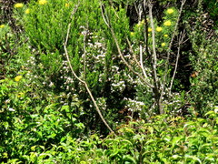 Erica triflora