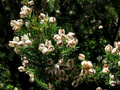 Erica triflora