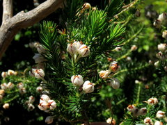 Erica triflora