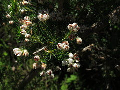 Erica triflora