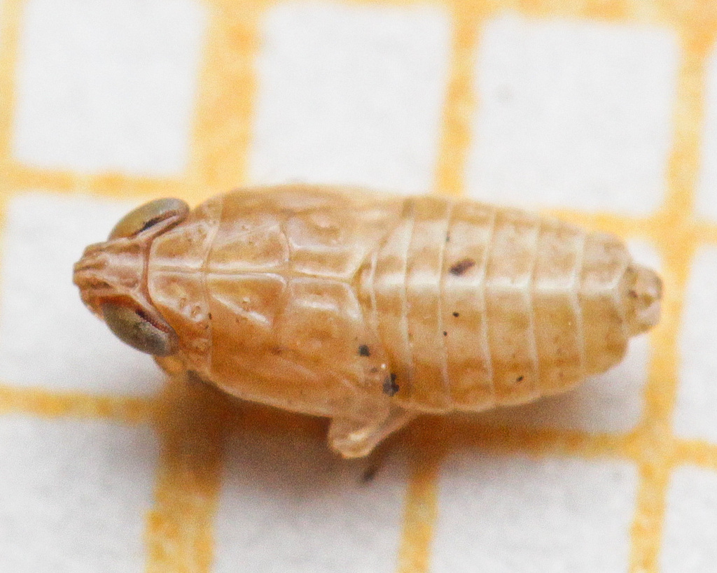 Chlorionidea flava