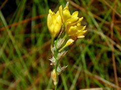 Ixia odorata