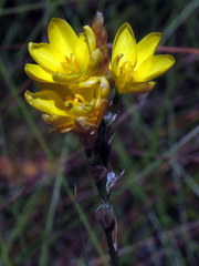 Ixia odorata