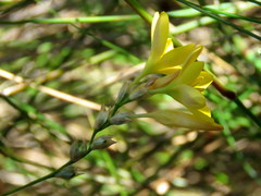 Ixia odorata