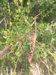 Empusa binotata